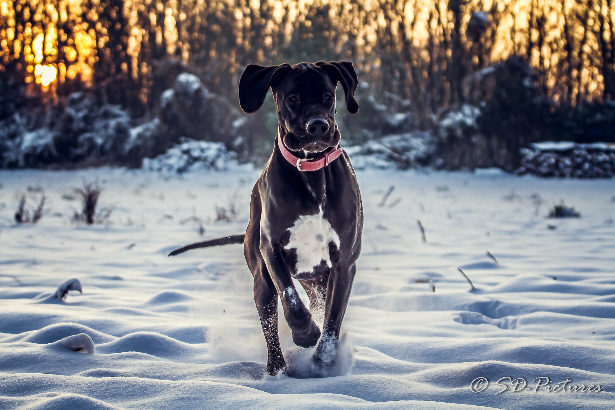 WEB SDP 7311 als Smartobjekt 1 Kopie